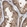 Anti-CAPZB Antibody