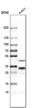 Western blot analysis in human cell line A-431.