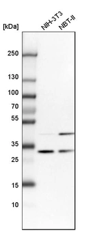 Western blot analysis in mouse cell line NIH-3T3 and rat cell line NBT-II.