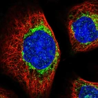 Immunofluorescent staining of human cell line A-431 shows localization to nucleoli & mitochondria.
