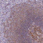 Immunohistochemical staining of human spleen shows moderate membranous positivity in cells in white pulp.