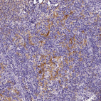 Anti-CD40 Antibody