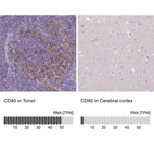 Anti-CD40 Antibody