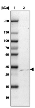 Lane 1: Marker [kDa] 250, 130, 100, 70, 55, 35, 25, 15, 10_br/_Lane 2: Human cell line U-2 OS