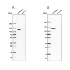 Anti-HSPH1 Antibody
