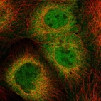 Immunofluorescent staining of human cell line A-431 shows localization to nucleoplasm & cytosol.