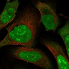 Immunofluorescent staining of human cell line U-2 OS shows localization to nucleus, nucleoli & cytosol.