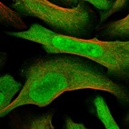 Immunofluorescent staining of human cell line U-2 OS shows localization to nucleus, nucleoli & cytosol.