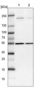 Lane 1: NIH-3T3 cell lysate (Mouse embryonic fibroblast cells)_br/_Lane 2: NBT-II cell lysate (Rat Wistar bladder tumour cells)