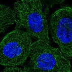 Anti-SYNJ2 Antibody
