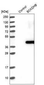 Western blot analysis in control (vector only transfected HEK293T lysate) and BCKDHB over-expression lysate (Co-expressed with a C-terminal myc-DDK tag (~3.1 kDa) in mammalian HEK293T cells, LY405219).