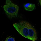 Immunofluorescent staining of human cell line RPTEC TERT1 shows localization to cytosol & mitotic spindle.