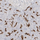 Immunohistochemical staining of human pancreas shows strong cytoplasmic positivity in exocrine glandular cells.