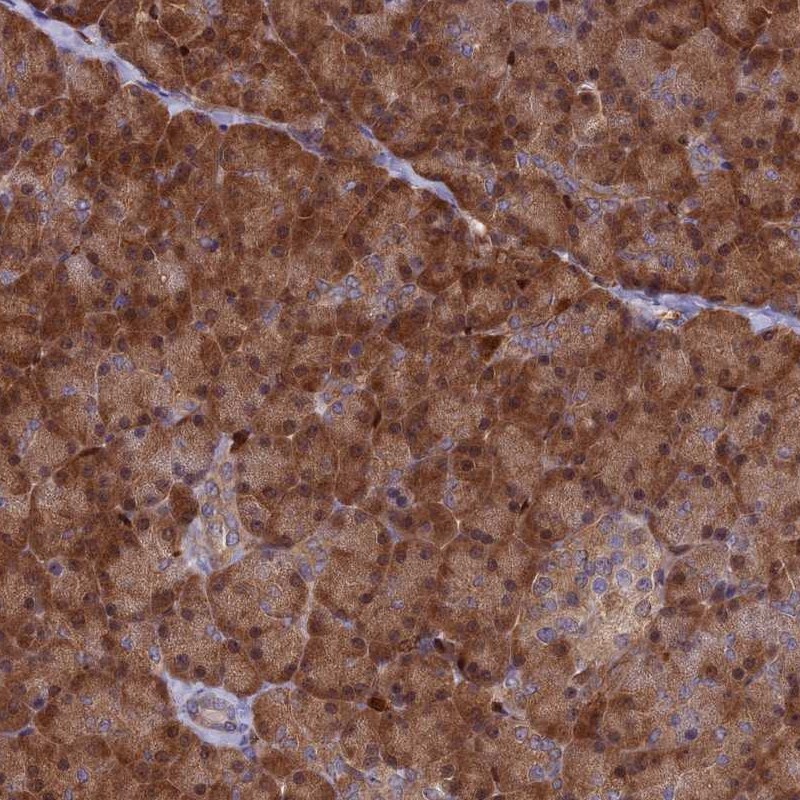 Anti-ARHGAP18 Antibody