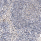 Immunohistochemical staining of human lymph node shows low expression as expected.