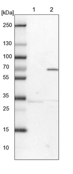 Lane 1: NIH-3T3 cell lysate (Mouse embryonic fibroblast cells)_br/_Lane 2: NBT-II cell lysate (Rat Wistar bladder tumour cells)