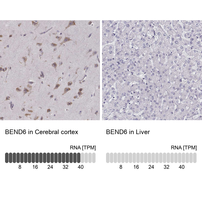 Anti-BEND6 Antibody