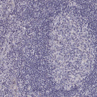 Immunohistochemical staining of human lymph node shows no positivity in non-germinal center cells as expected.