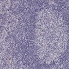 Immunohistochemical staining of human lymph node shows no positivity in non-germinal center cells as expected.