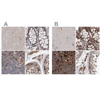 Anti-ASCC3 Antibody