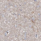 Immunohistochemical staining of human cerebral cortex using Anti-ASCC3 antibody HPA031608.