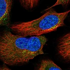 Immunofluorescent staining of human cell line U-2 OS shows localization to the Golgi apparatus.