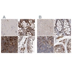 Anti-ASCC3 Antibody