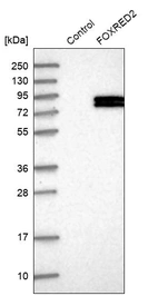 Western blot analysis in control (vector only transfected HEK293T lysate) and FOXRED2 over-expression lysate (Co-expressed with a C-terminal myc-DDK tag (~3.1 kDa) in mammalian HEK293T cells, LY410954).