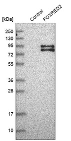 Western blot analysis in control (vector only transfected HEK293T lysate) and FOXRED2 over-expression lysate (Co-expressed with a C-terminal myc-DDK tag (~3.1 kDa) in mammalian HEK293T cells, LY410954).