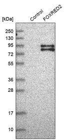 Western blot analysis in control (vector only transfected HEK293T lysate) and FOXRED2 over-expression lysate (Co-expressed with a C-terminal myc-DDK tag (~3.1 kDa) in mammalian HEK293T cells, LY410954).