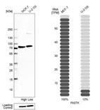 Western blot analysis in human cell line MCF-7 and human cell line U-2 OS.