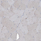 Immunohistochemical staining of human skeletal muscle shows very weak positivity in myocytes as expected.