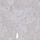 Immunohistochemical staining of human skeletal muscle shows very weak positivity in myocytes as expected.