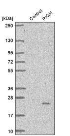 Western blot analysis in control (vector only transfected HEK293T lysate) and PIGH over-expression lysate (Co-expressed with a C-terminal myc-DDK tag (~3.1 kDa) in mammalian HEK293T cells, LY417898).