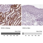 Anti-ECI2 Antibody