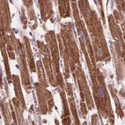 Immunohistochemical staining of human heart muscle using Anti-ECI2 antibody HPA031626.
