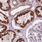 Immunohistochemical staining of human kidney using Anti-ECI2 antibody HPA031626.