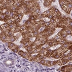 Immunohistochemical staining of human liver using Anti-ECI2 antibody HPA031626.