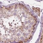 Immunohistochemical staining of human testis using Anti-ECI2 antibody HPA031626.