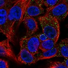Immunofluorescent staining of human cell line Hep G2 shows localization to peroxisomes.