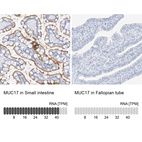 Anti-MUC17 Antibody