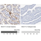 Anti-MUC17 Antibody