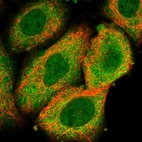 Immunofluorescent staining of human cell line A549 shows localization to nucleoplasm & cytosol.