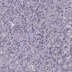 Immunohistochemical staining of human pancreas shows no positivity in exocrine glandular cells as expected.