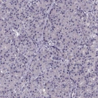 Immunohistochemical staining of human pancreas shows no positivity in exocrine glandular cells as expected.