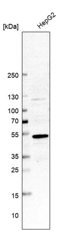 Western blot analysis in human cell line HepG2.