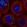 Anti-RINT1 Antibody
