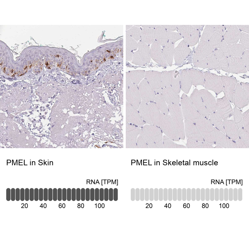 Anti-PMEL Antibody