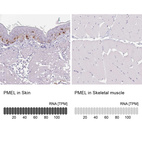 Anti-PMEL Antibody