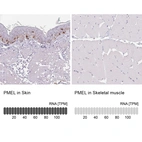 Anti-PMEL Antibody